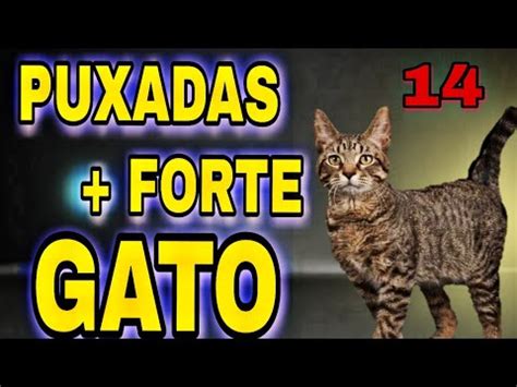 puxadas do gato